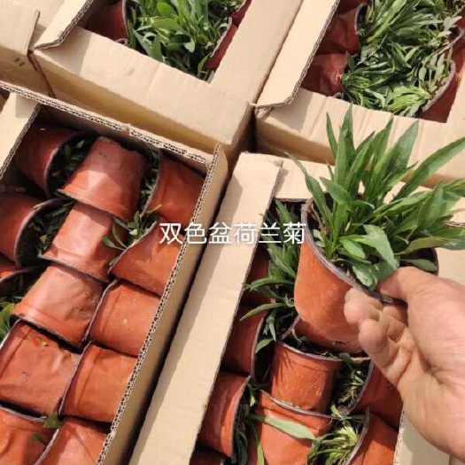 青州市荷兰菊又名：纽约紫菀。为菊科宿根花卉。须根较多，有地下走茎，