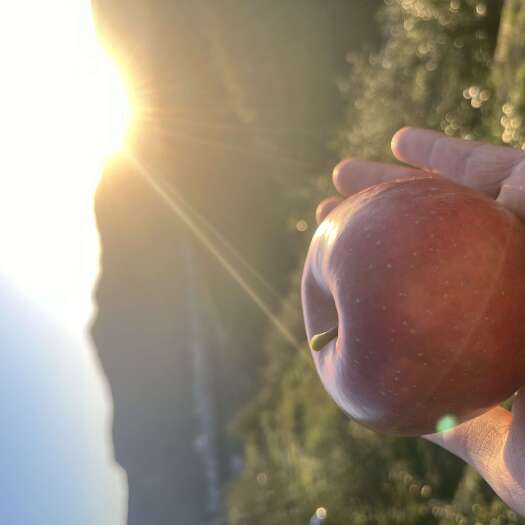 昭通云南昭通丑苹果红富士冰糖心整箱5斤包邮