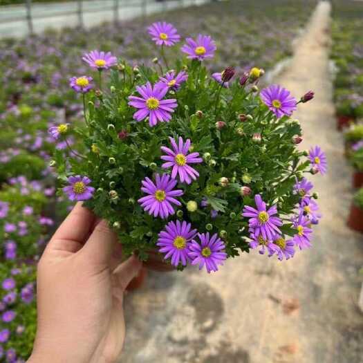 青州市姬小菊适宜布置花坛、花境