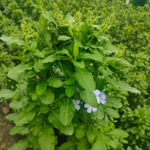青州市蓝雪花