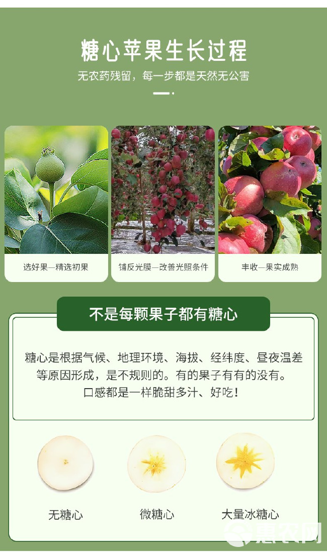 樱桃小苹果云南昭通苹果头茬鲜果富士冰糖心小苹果现摘现发