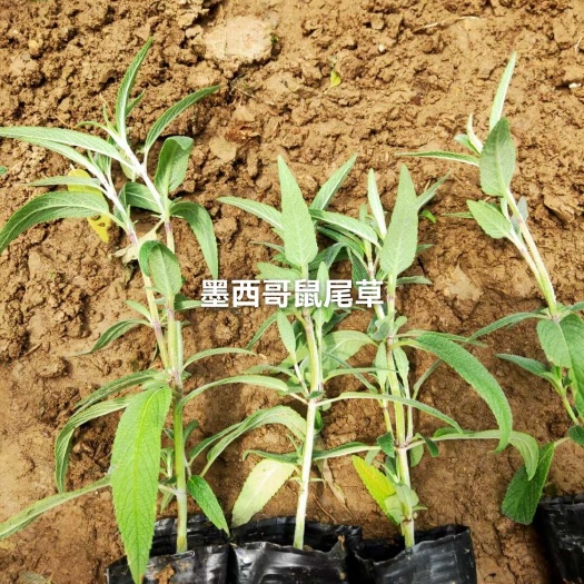 青州市墨西哥鼠尾草
