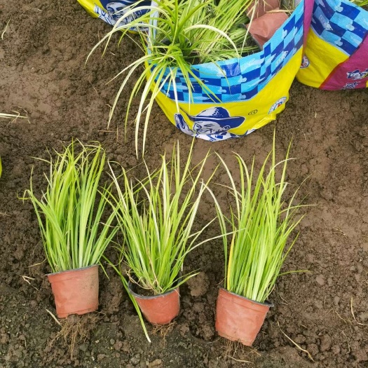 青州市金叶石菖蒲喜欢在阴凉湿润的环境下生长，生命力较强，能在寒冷的
