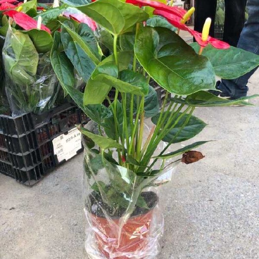 青州市红掌为多年生常绿草本花卉，性喜温热多湿而又排水良好的半阴的