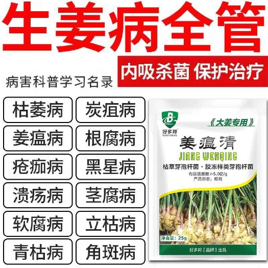 周口姜瘟病生姜病干尖黄叶全治生姜杀菌剂姜瘟清姜瘟灵生姜专用姜瘟净