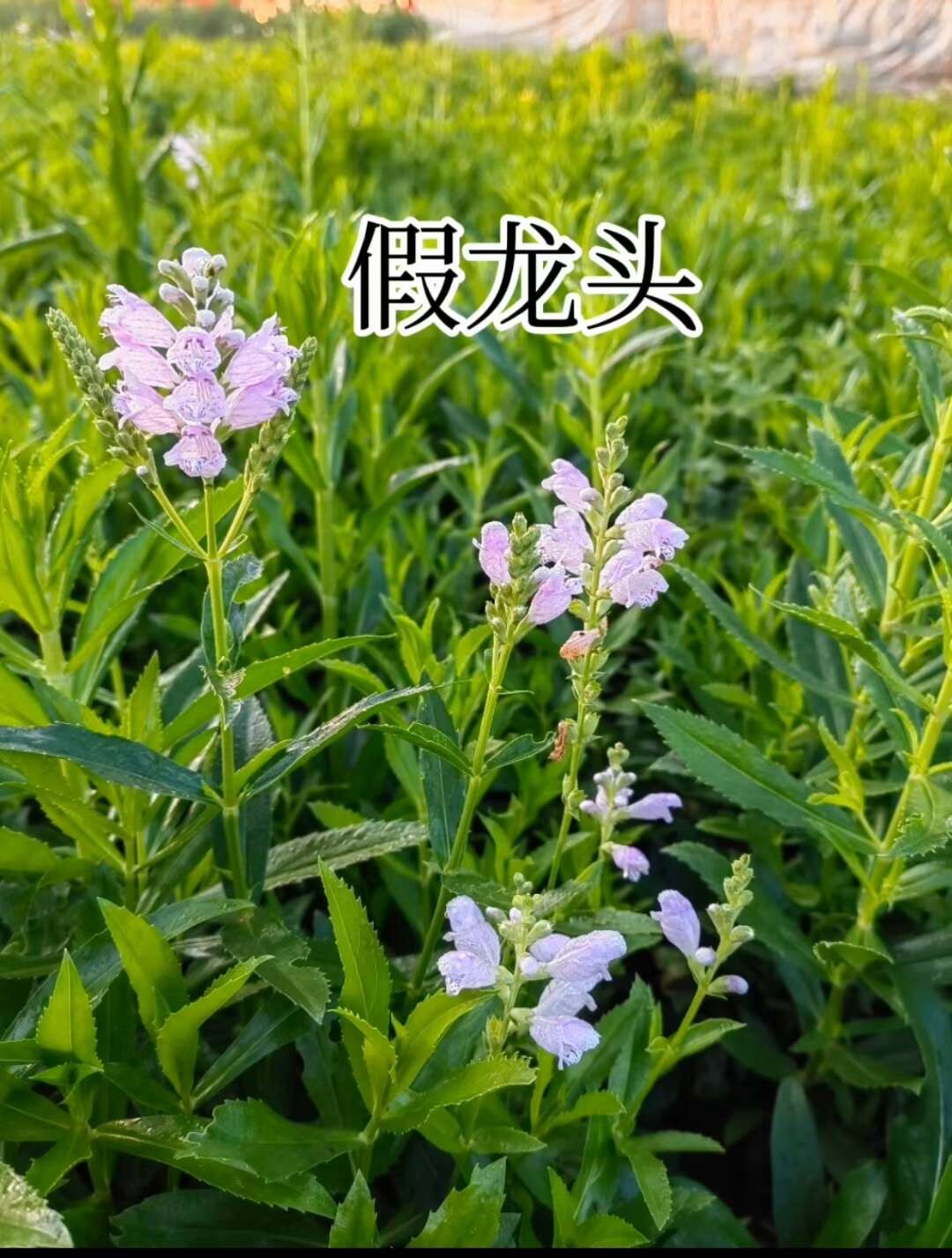 假龙头又名：囊萼花、棉铃花、伪龙头等