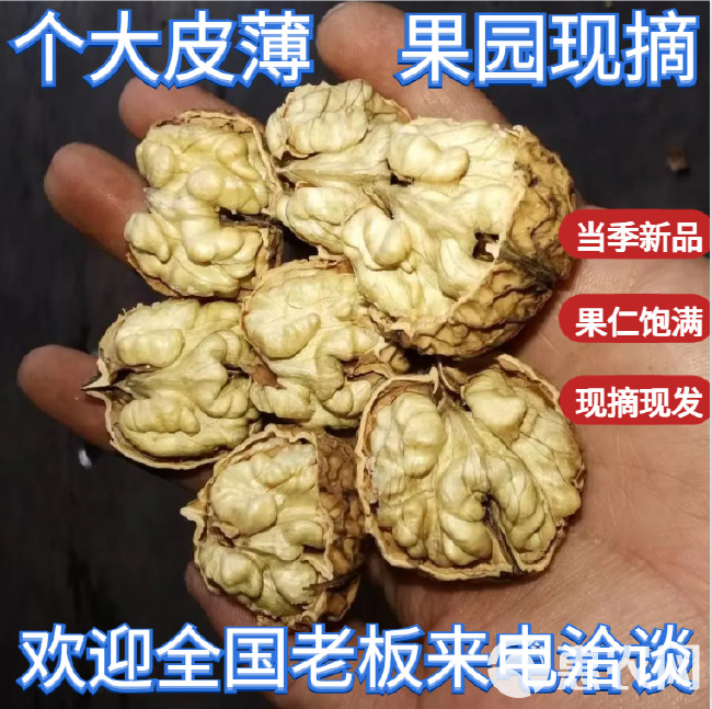 云南核桃薄皮新货2024漾濞薄皮生干核桃批发采购