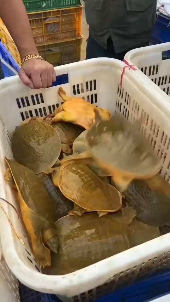 外塘散养黄沙鳖，公鱼