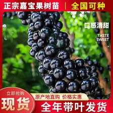 阳春市嘉宝果树苗树葡萄大小树苗批发沙巴嘉宝树庭院盆栽水果