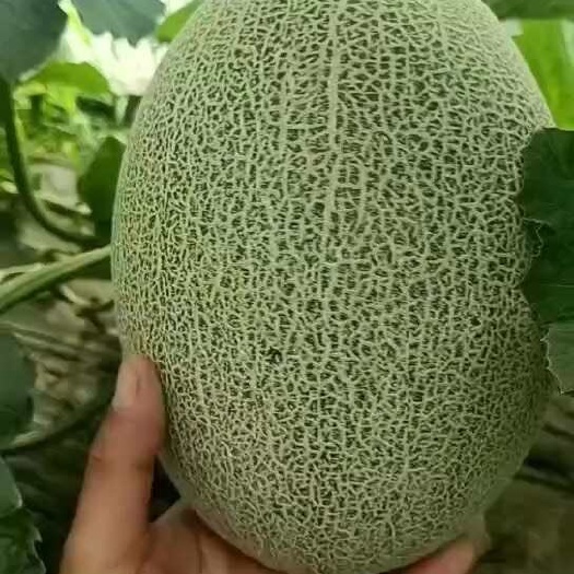 夏邑县西州蜜晓蜜25号，35号，各种规格都有，产地直发，对接全国！