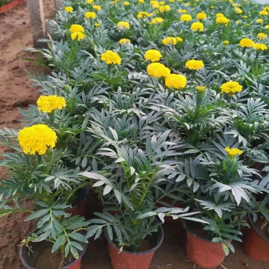 青州市万寿菊