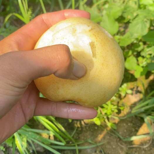 连云港黄金梨，脆甜多汁口感细腻