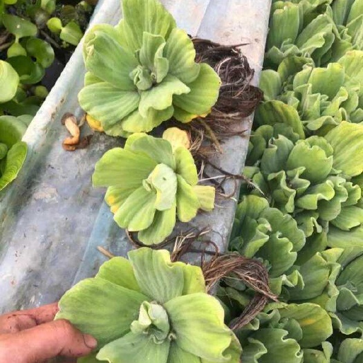 青州市水芙蓉