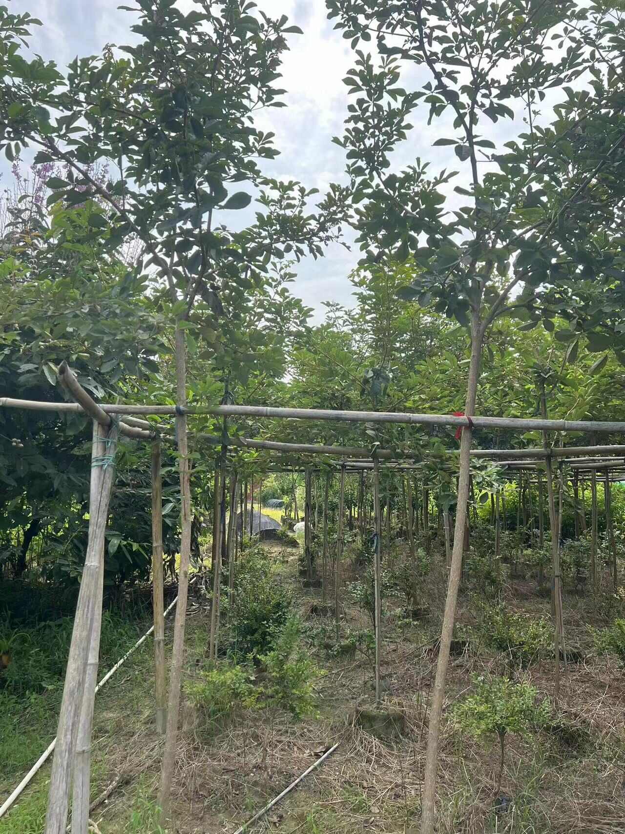 阳春市黄花风铃木苗 行道观赏树种 庭院绿化树 黄花风铃 景区多花