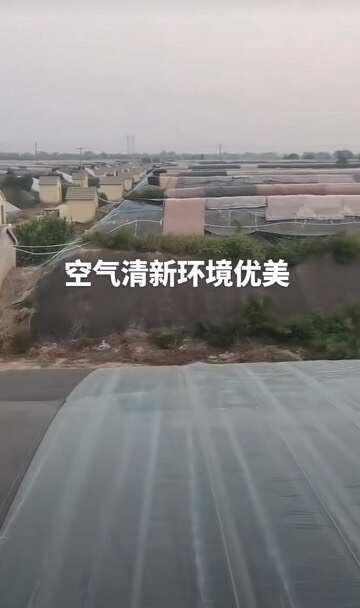 平原县出售大棚占地一百五十亩位于25个棚修建的有配套房子价格可议