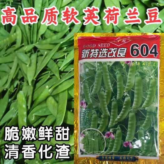 南宁改良604软壳荷兰豆种子 耐热 矮茎大荚 紫花 香甜脆嫩