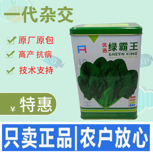 武汉杂交一代菠菜种子直立好叶厚高产抗病耐寒耐热易种畅销优质菜种