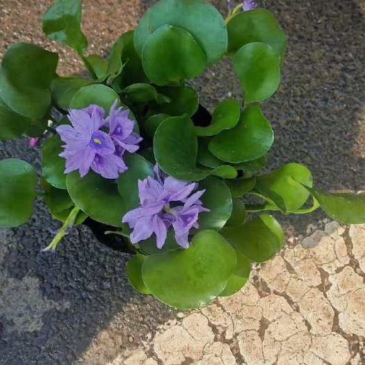 水葫芦