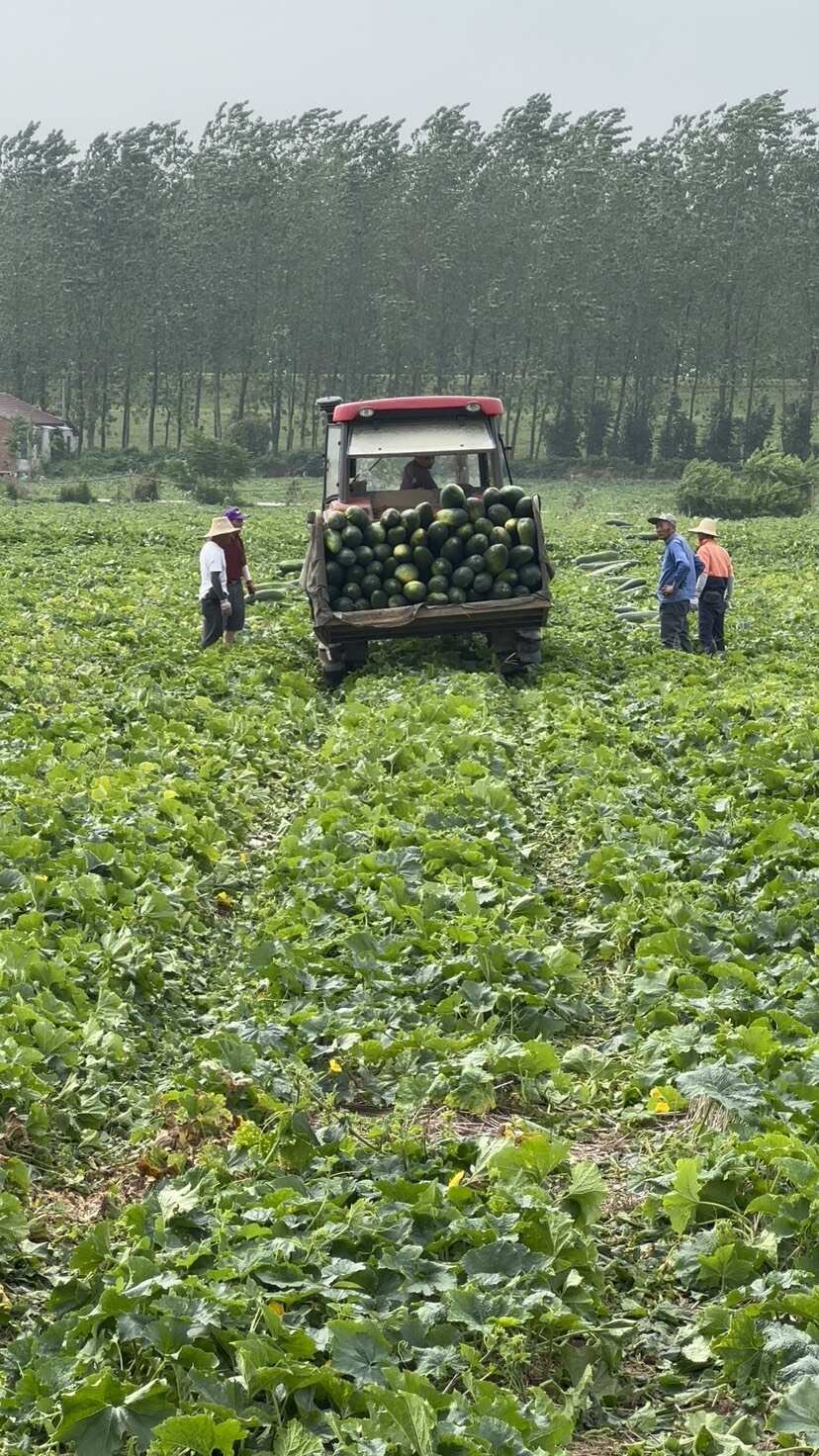 安徽地冬瓜 量大从优  质量保证 产地直供 货源充足