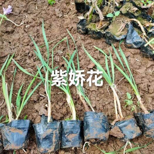 青州市紫娇花