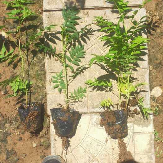 青州市珍珠梅