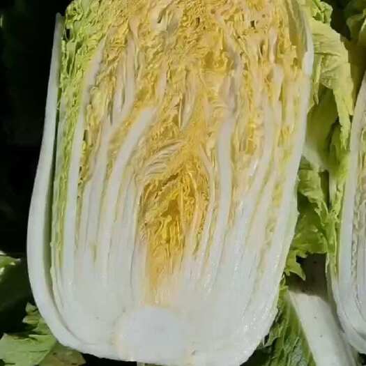 洮南市吉林白菜即将上市！品种有纯黄心包心菜，半黄心包心菜，大高桩。