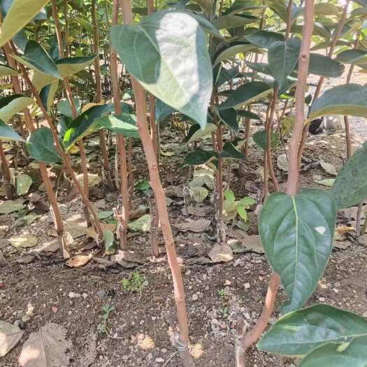 泰安甜柿子树苗高度1公分以上各种规格基地直发批发价