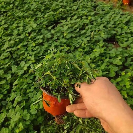 含羞草