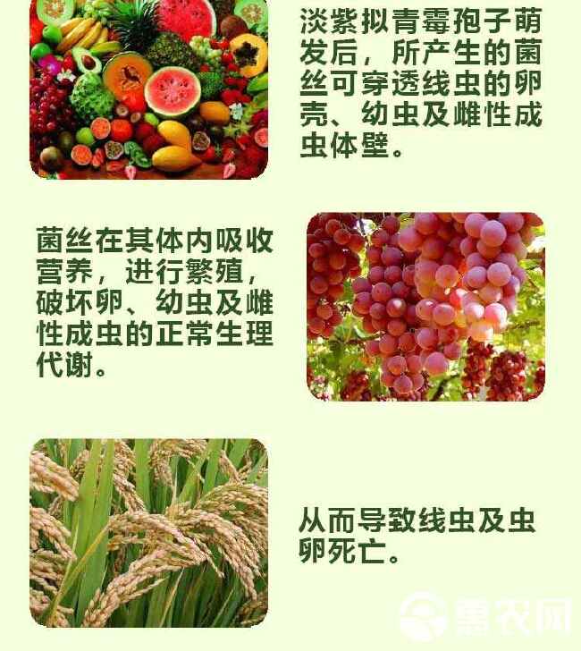 果树蔬菜 根结线虫和虫卵一窝端 根线无踪 鑫乐农夫淡紫拟青霉