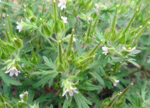 内蒙草原老鹳草包邮 老鹳嘴 老贯筋老牛筋 老鹤草