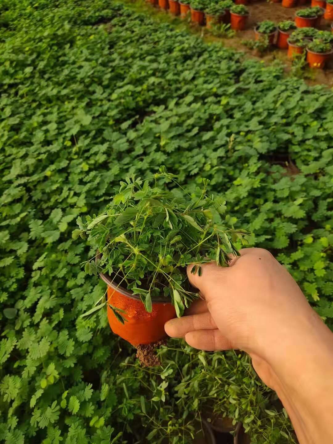 含羞草