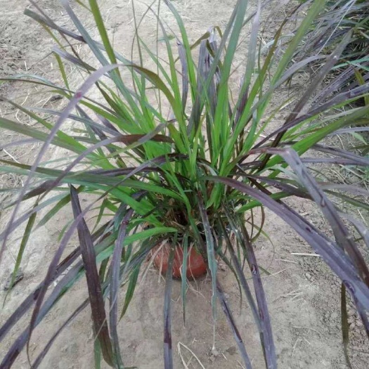 青州市紫叶狼尾草