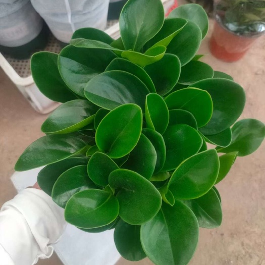 碧玉