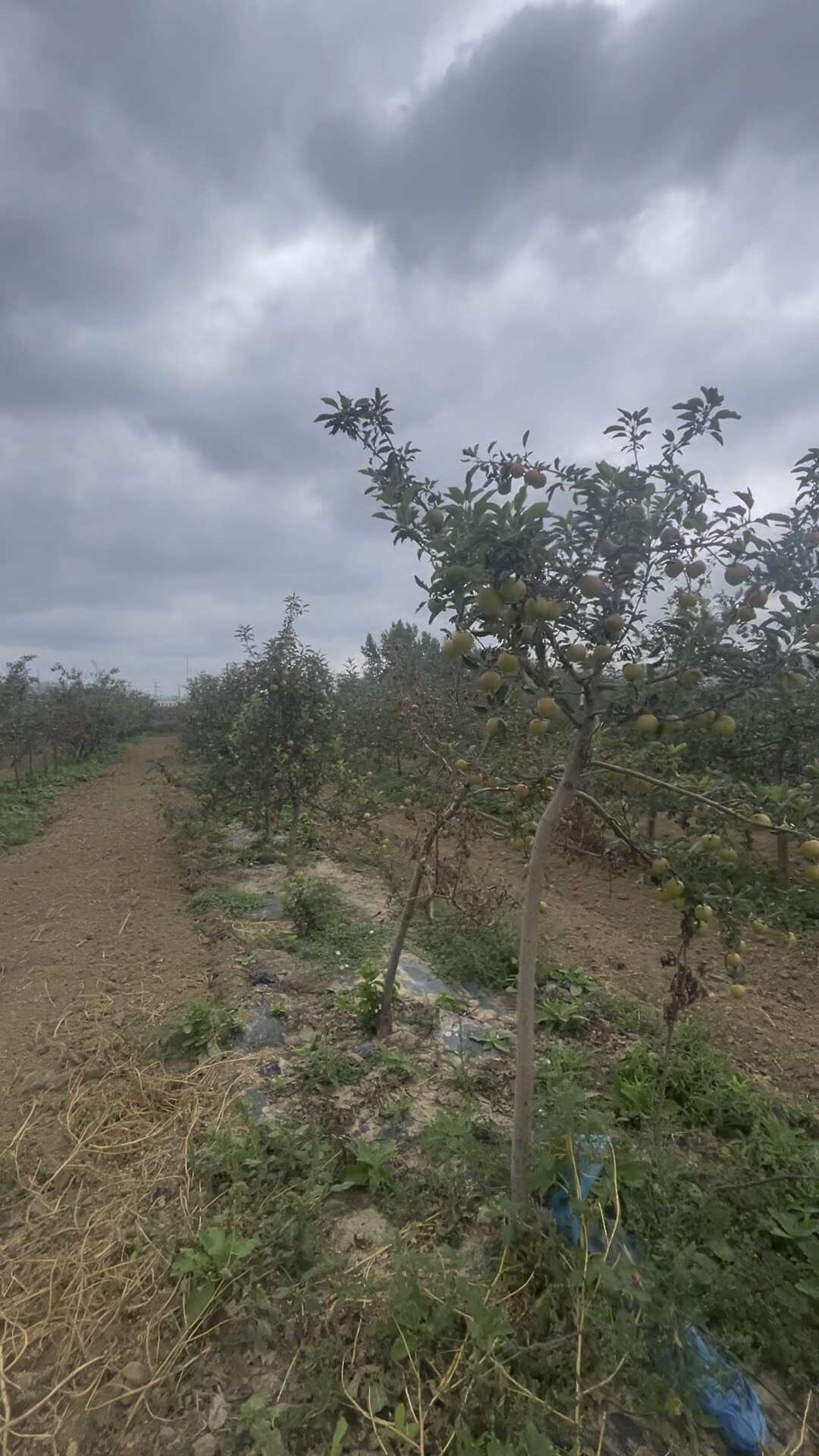 苹果果园打包出果子（十几种苹果打包）