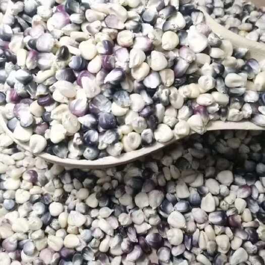 内蒙草原新年花糯玉米根晒干了切段玉米根产地发货玉米须糯玉米