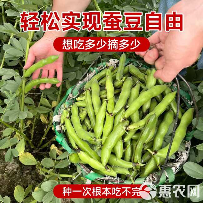 蚕豆种子农家秋冬季种植蔬菜种子大蚕豆甜脆好吃