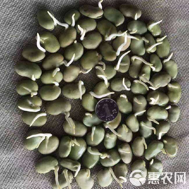 蚕豆种子农家秋冬季种植蔬菜种子大蚕豆甜脆好吃