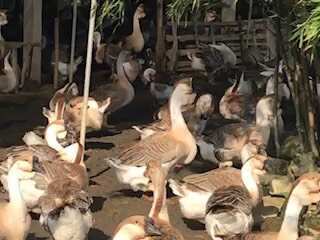 汕头潮汕大品种狮头鹅苗 需要的老板联系 自家养殖 孵化