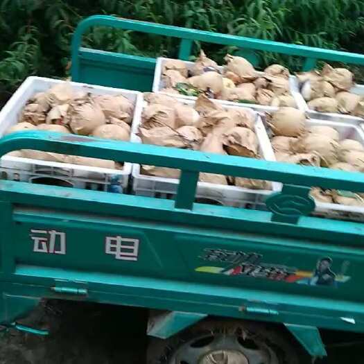 汝南县黄金梨、黄金桃、蟠桃、