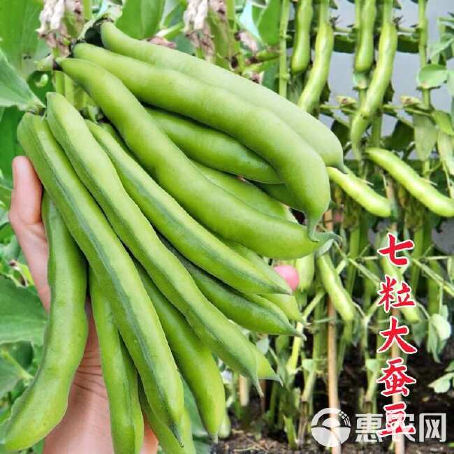 蚕豆种子农家秋冬季种植蔬菜种子大蚕豆甜脆好吃