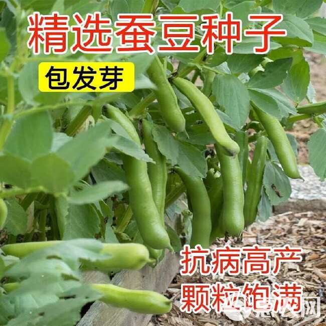 蚕豆种子农家秋冬季种植蔬菜种子大蚕豆甜脆好吃