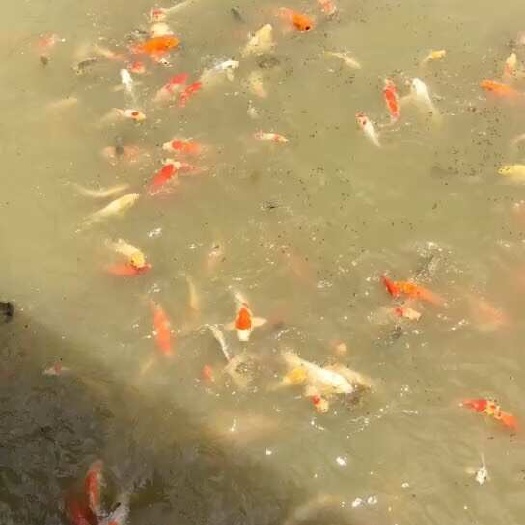 江门锦鲤