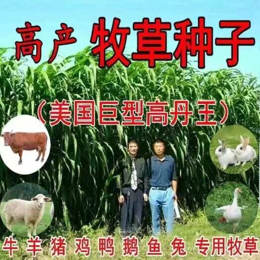 长沙高丹王草种籽四季养殖高产牧草种子苏丹草播种畜猪鸡牛羊鱼草种