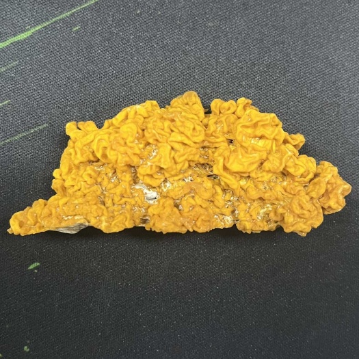 有机金耳菌干品-安徽东至基地直供，新日期