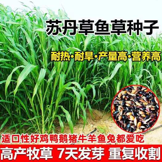 长沙苏丹草草籽四季牧草种子养殖再生草鱼吃的草种籽畜牧牛羊