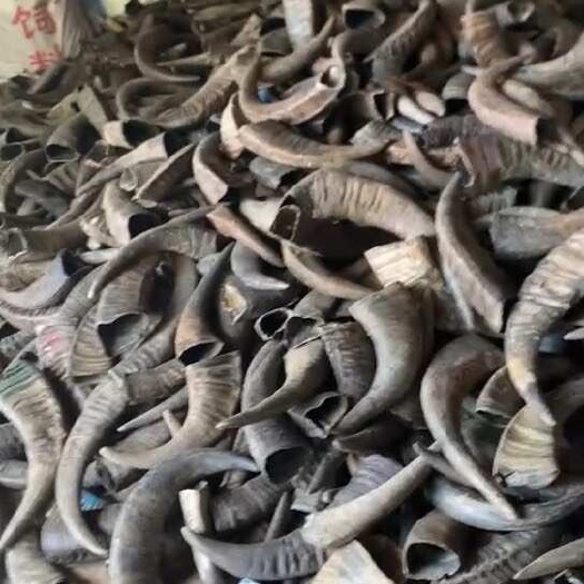 宾阳县正品水牛角大量现货可长期供应以合作