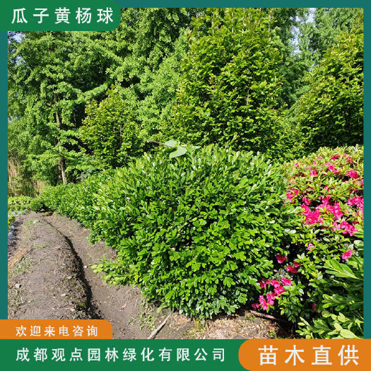 崇州市瓜子黄杨基地直发观点园林直发 规格齐全一手货源现挖现发