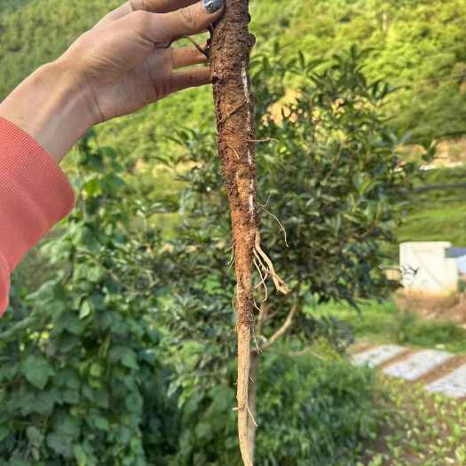 会东县甜当归，干当归、西归，药当归，当归、大凉山 全国包邮价格实