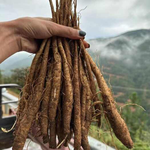 会东县甜当归 西归 鲜当归 全当归 四川当归 量大从优，全国包邮