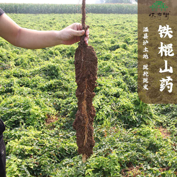 【2024年现挖头茬温县垆土地鲜山药】2500g/箱